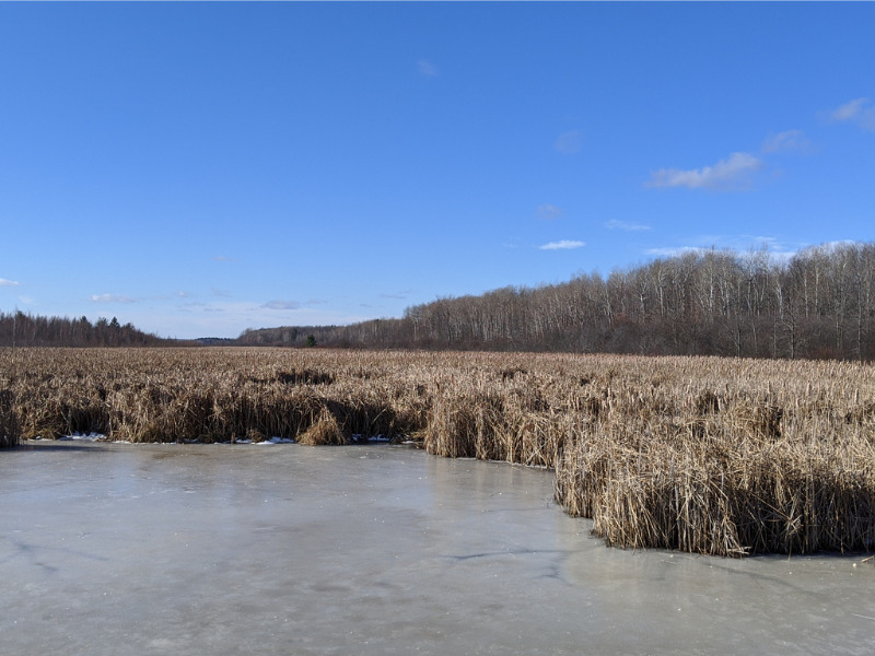 Peatlands protect against wildfire and flooding, but they’re still under attack in Canada Image