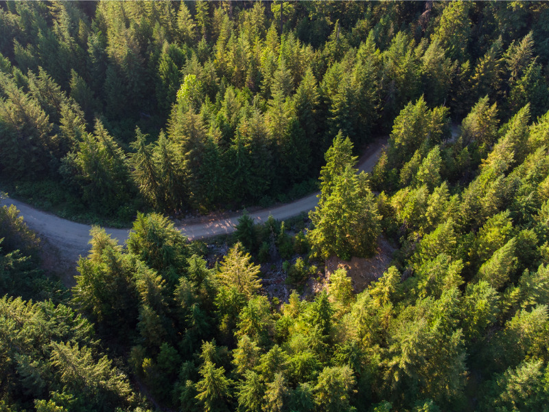 B.C. wildfire service to increase prevention work from backyards to forests: official Image
