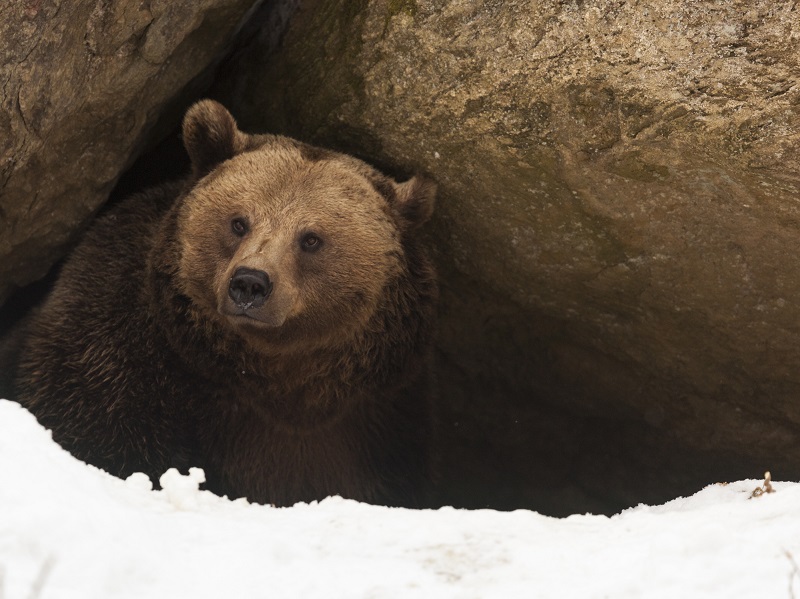 Leaving hibernation: What’s next for P&C industry? Image