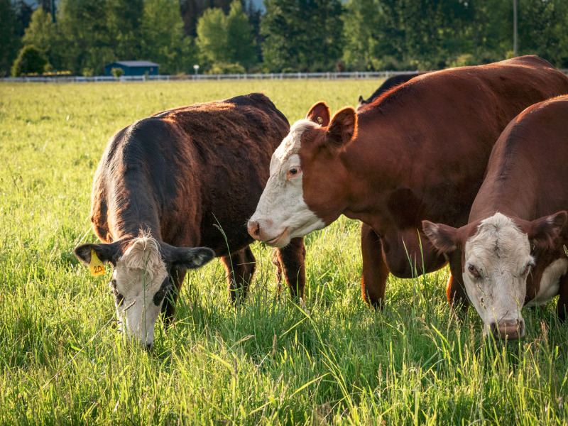 How cattle will help manage B.C. wildfire risk Image