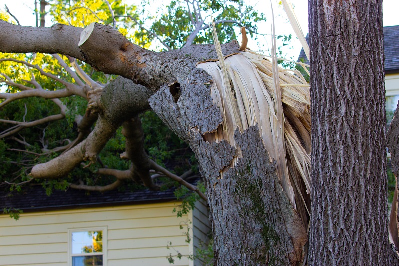 Where the derecho falls among Canadian Cat events Image