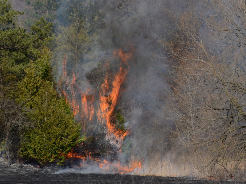 Forest fire in northeast Ontario community forces residents to evacuate Image