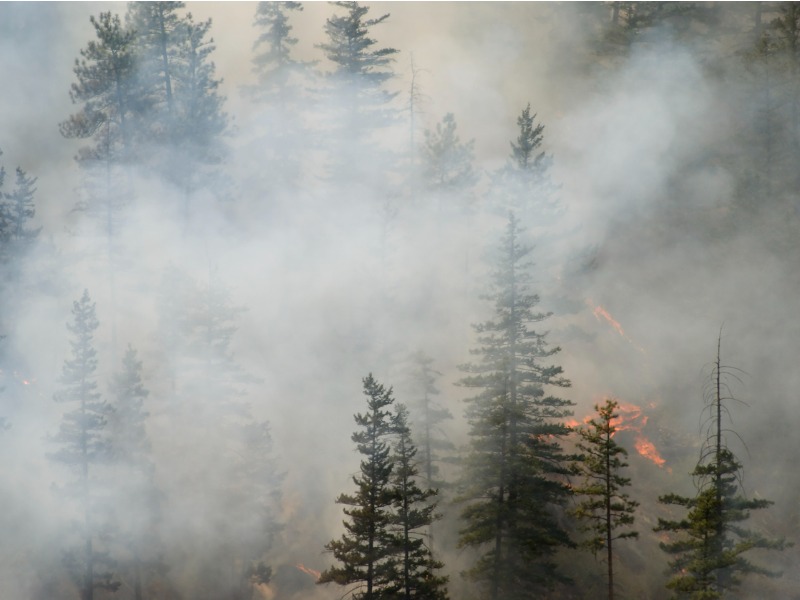 Why B.C’s heat dome puts the industry on alert for wildfires Image