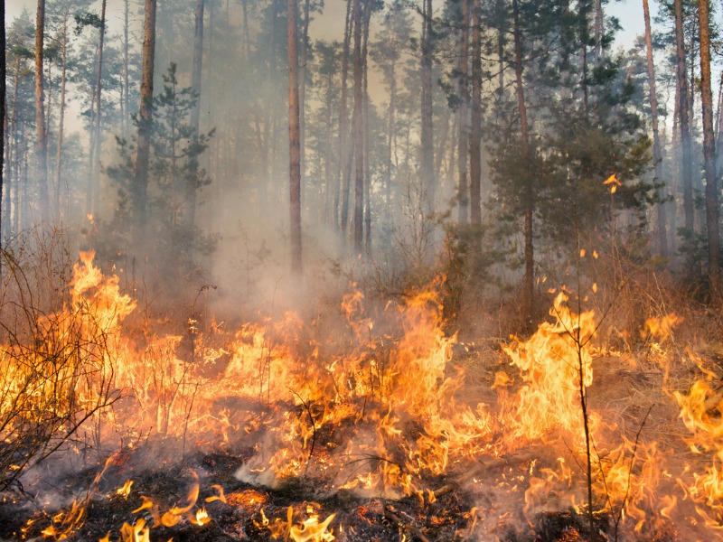 Newfoundland’s largest wildfire in 60 years: what the P&C industry needs to know Image