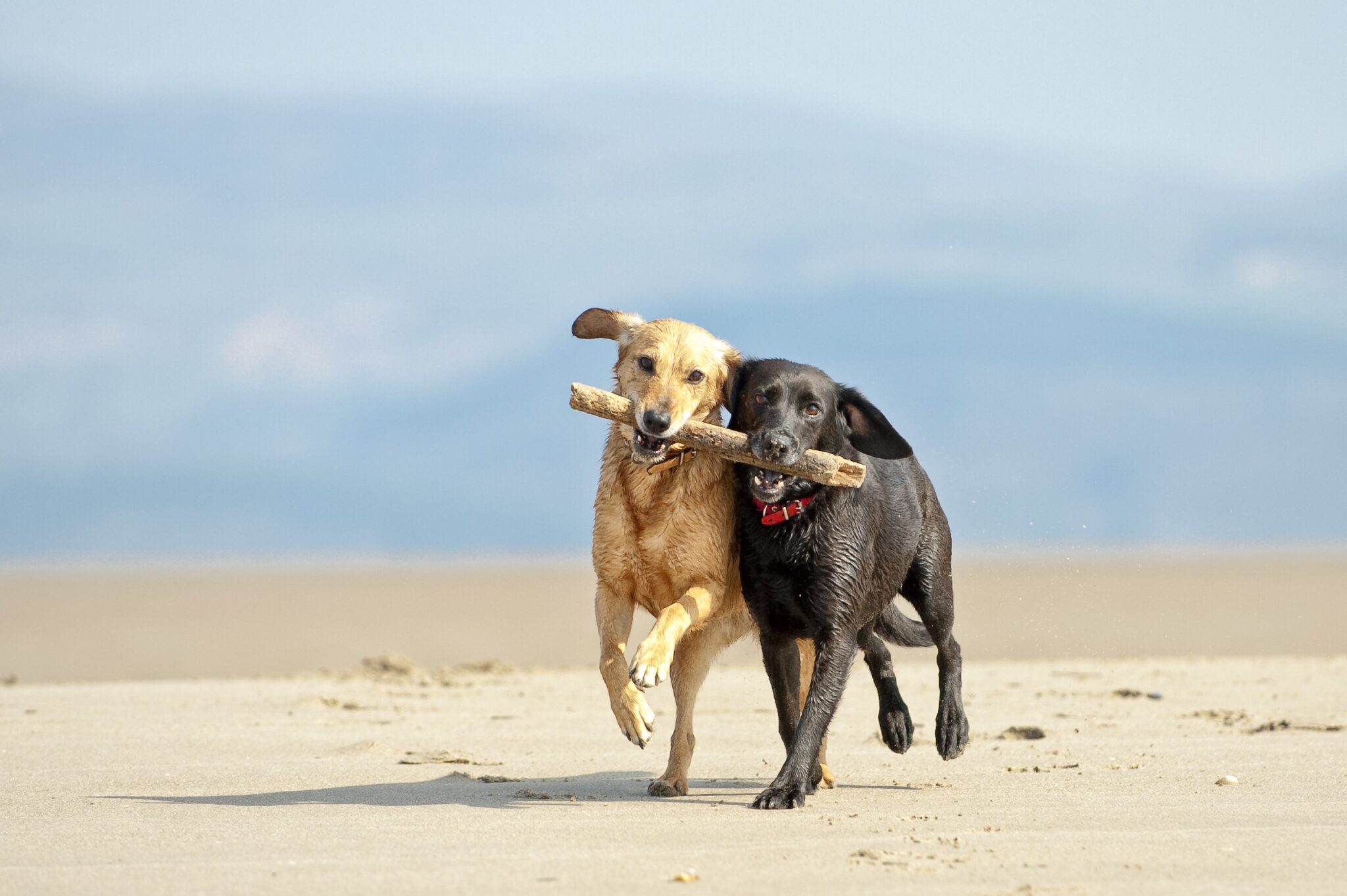 Paw-sitively busy times for Canadian pet insurers Image