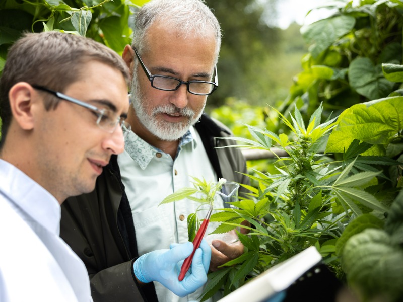 How better boards may improve cannabis companies’ D&O options Image