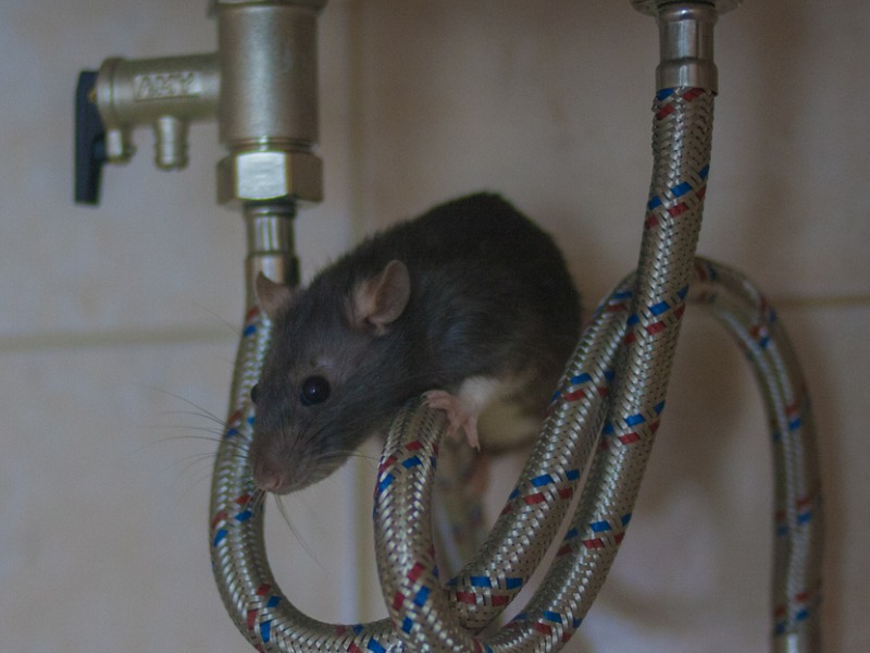 Did negligence cause mice ingress and water leaks? Image