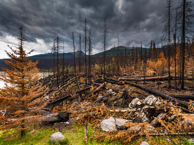 Fire danger continues to be ‘extreme’ in most parts of province: Alberta government Image