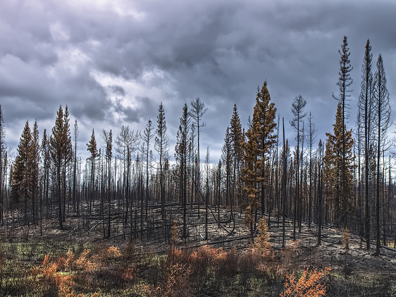 Active spring wildfire season may be in store for B.C. as drought persists Image