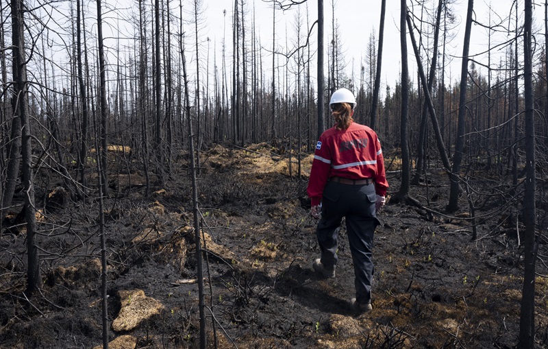 Quebec to improve forest fire adaptation after record-breaking wildfire season Image