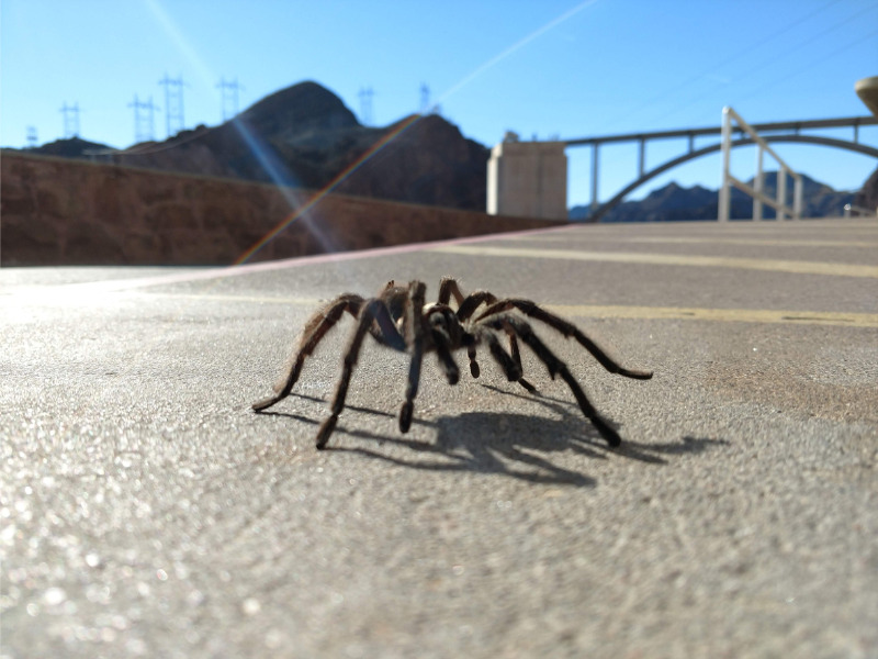 Tarantula blamed for crash that sent Canadian motorcyclist to the hospital Image