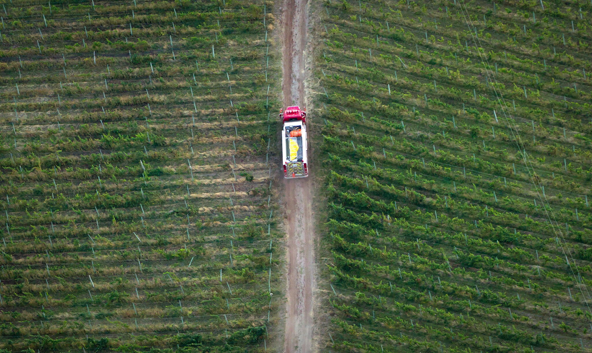 ‘Clean slate’ to reshape B.C. wine industry, after climate-related catastrophes Image