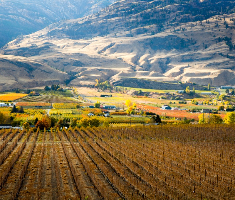 B.C. orchards and vineyards to get $70M to replant after disastrous weather Image