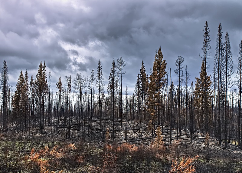 ‘Trees going up like Roman candles’ as fire season starts early in B.C., Alberta Image