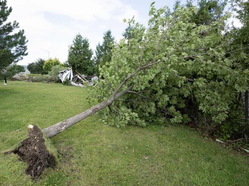 Three tornadoes likely hit Quebec, uprooting trees and damaging infrastructure Image