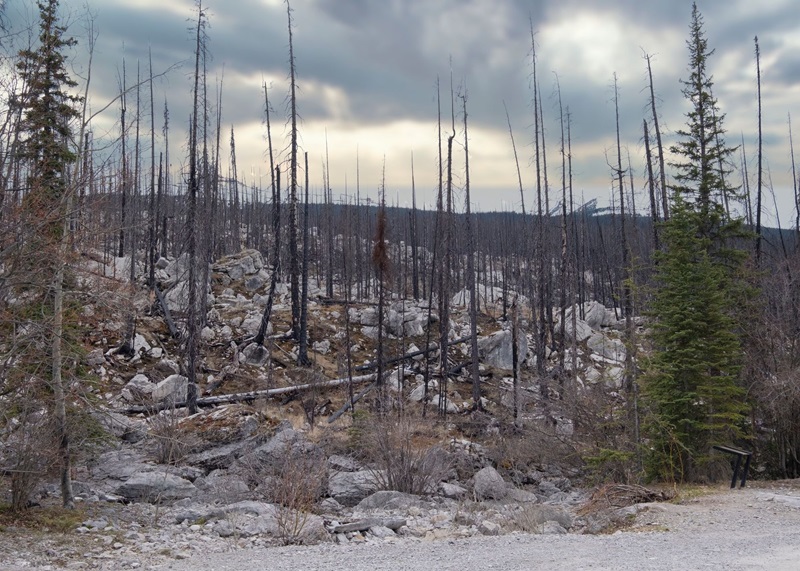 Alberta government pushing communities for more wildfire mitigation work Image