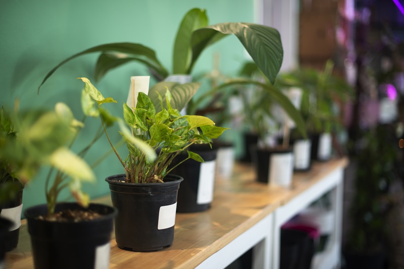 Did home insurer’s marijuana exclusion refer to legal or illegal pot? Image