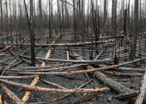 B.C. community releases wildfire dashboard Image