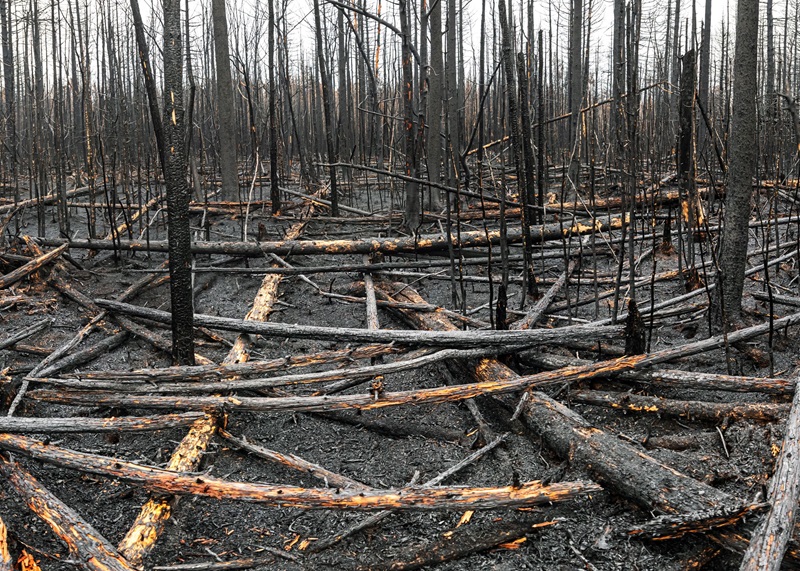 A charred landscape after a wildfire in B.C.