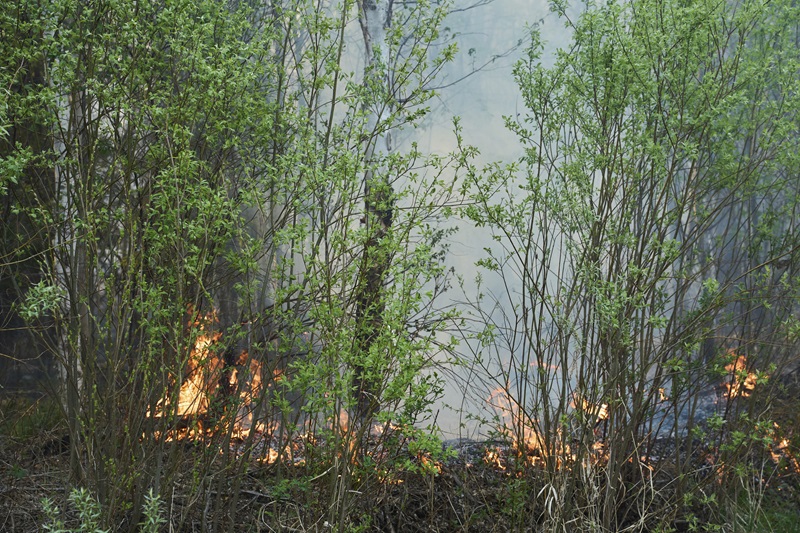 A wildfire burning near Lac du Bonnet, Manitoba