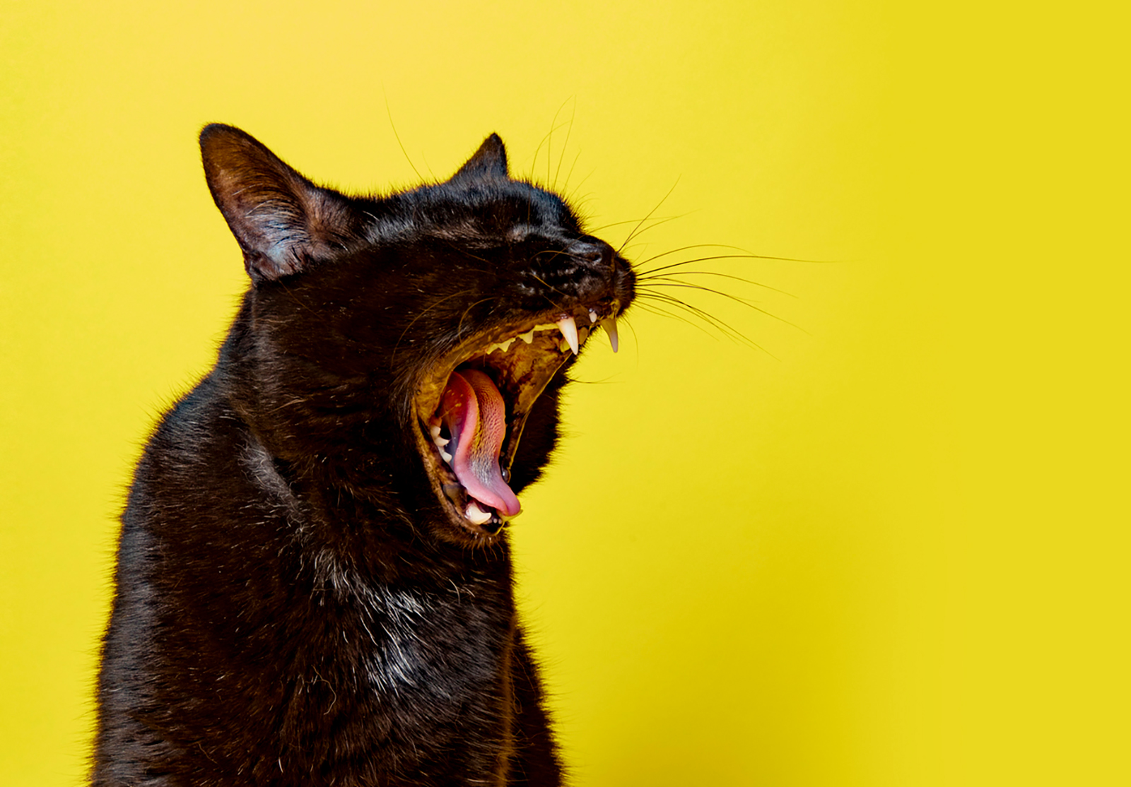 A black cat on yellow who appears to be screaming, yawning, or meowing