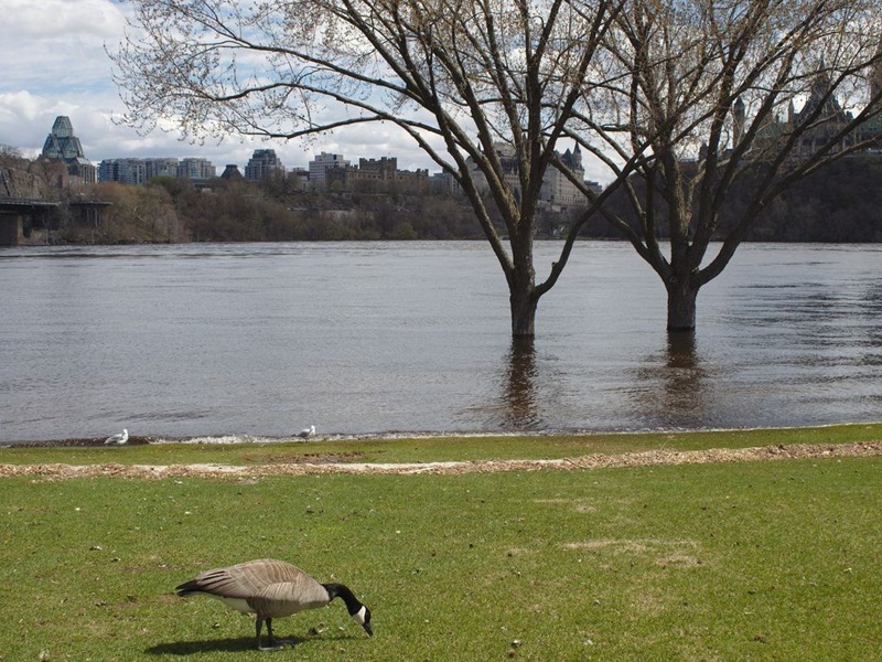 High waters in Ottawa's river