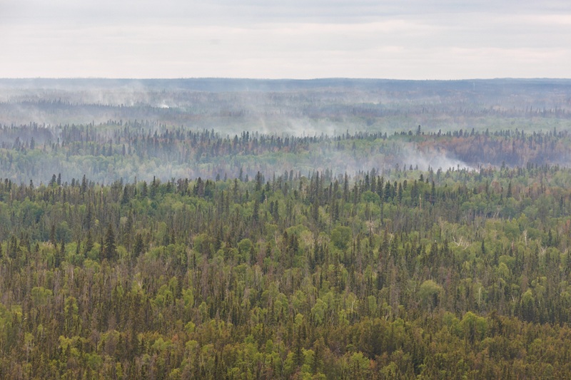 Trees burned by wildfires in northern Manitoba are shown during a helicopter tour.