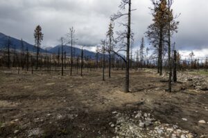 Latest delay in Jasper’s rebuild has insurers calling for a disaster recovery agency Image