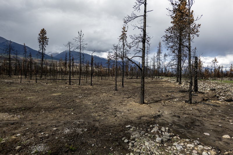 Burnt forest and mountains, Jasper National Park