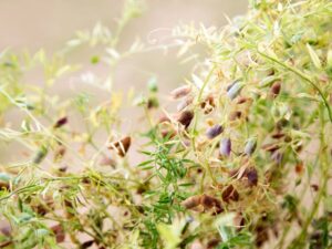 Prairie farmers, crops struggling with yearly droughts article image