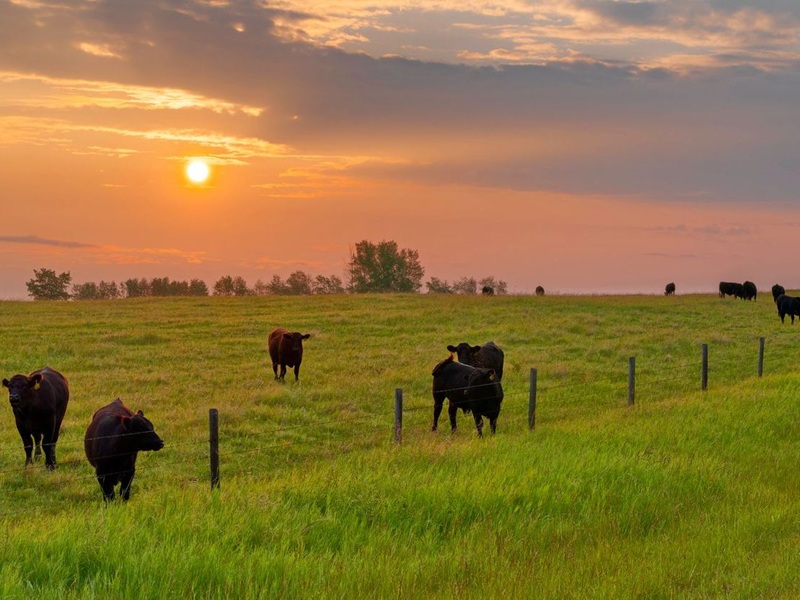 Cattle ranch at sunrise in rural Southern Alberta