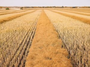 Feds, province extend support to farmers facing low crop yields Image