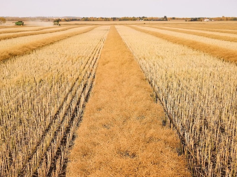 Field after harvesting grain