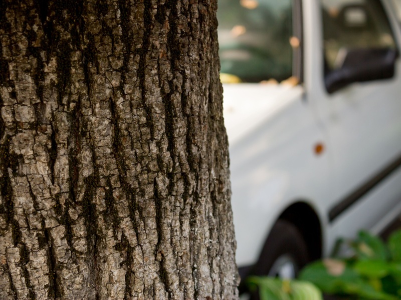 A car hitting a tree