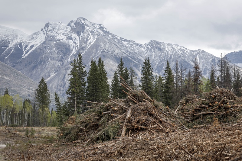 A firebreak near Banff, Alta.