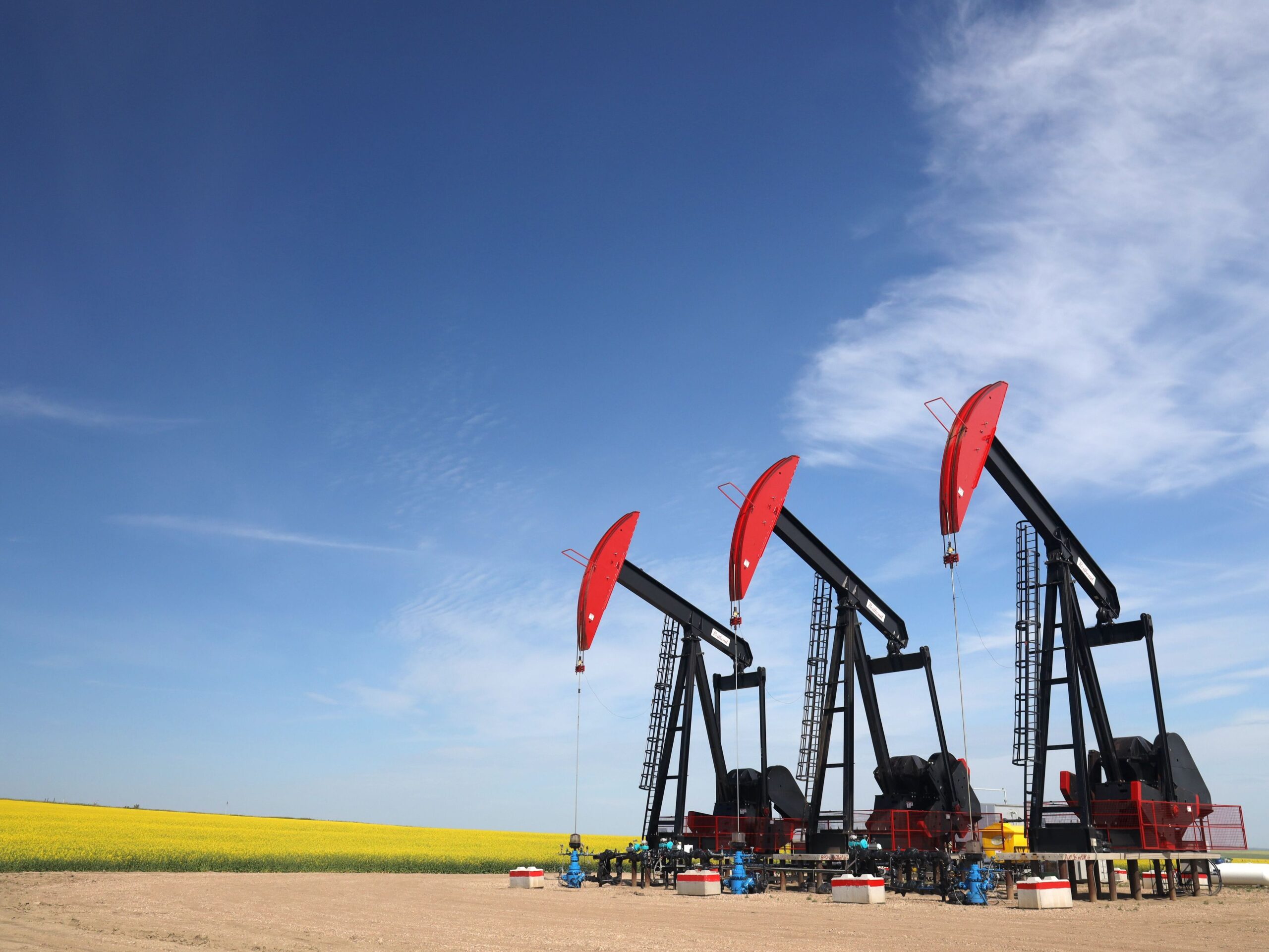 Three pumpjacks in Alberta in a bright yellow canola field.