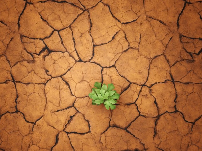 Plant emerging from dry, cracked earth