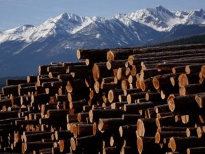 Carney to announce new supports for lumber, steel sectors hammered by U.S. tariffs article image