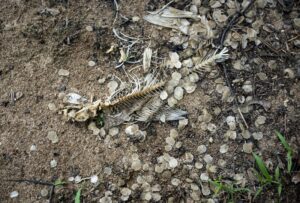 Quebec chemical firm hit with $1.4-million fine over substance discharged in river Image