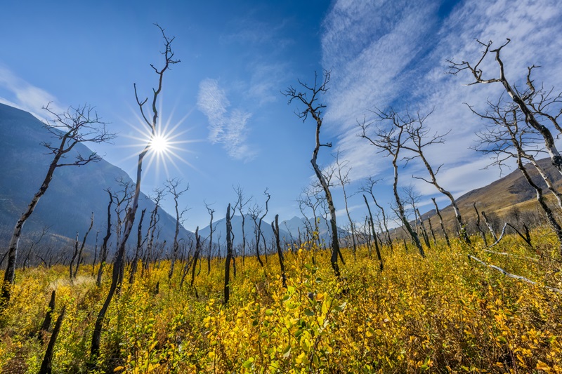 Forest scared by fire in Waterton National Park found in the Canadian Rockies