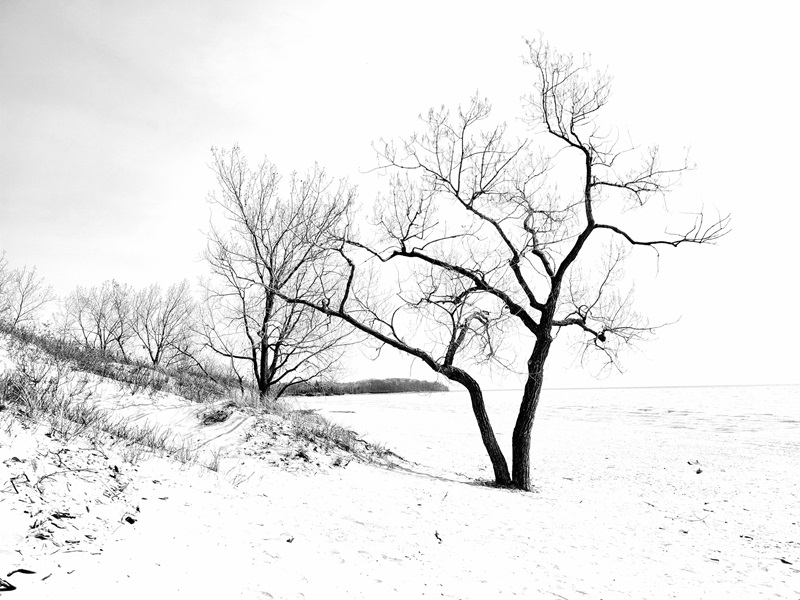 Stark black and white silhouette of early spring trees on the beach along this other-worldly beach on Lake Ontario.