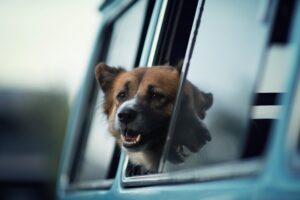 Dog jumps out of the window of a parked van and attacks a pedestrian. Is it an auto accident? Image