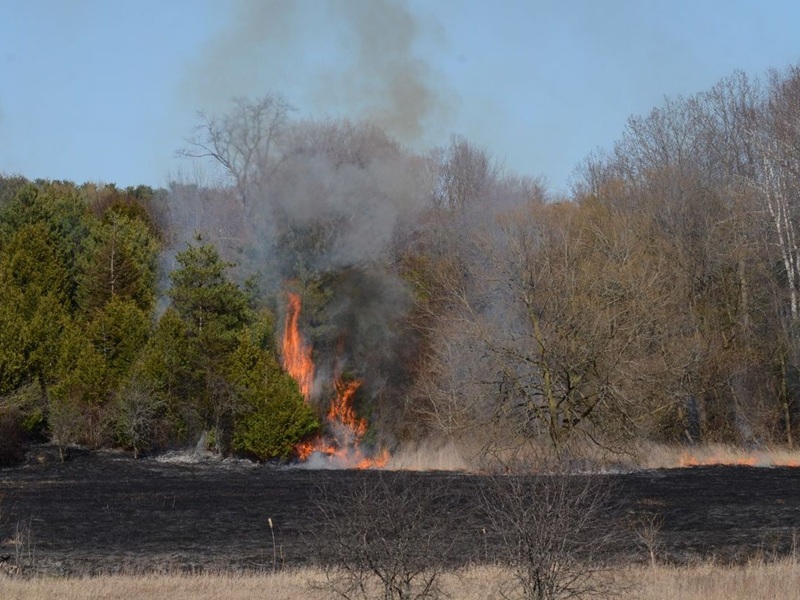 Ontario wildfire and burning meadow grass